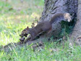 5D3_8538 picasa crop - Copy.JPG