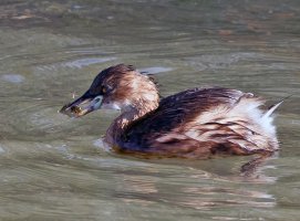 309A9420-DxO_RF100-400_little_grebe+fish_aut.jpg