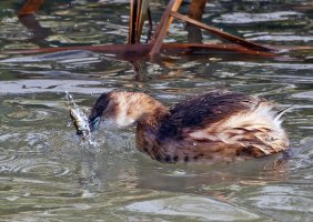 309A9407-DxO_RF100-400_little_grebe+fish_aut.jpg