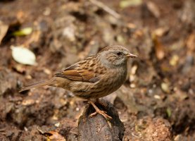 309A9679-DxO_RF100-400_Dunnock.jpg