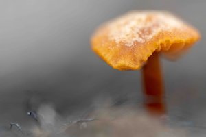 Fungi 1 (v small).jpg