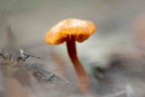 Fungi 2 (v small).jpg
