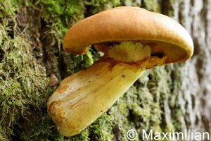 mushroom_17.JPG