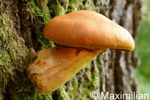 mushroom_18.JPG