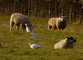 309A9831-DxO_RF100-400mm_3_cattle_egrets+sheep.jpg