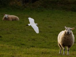 309A0009-DxO_RF100-400mm_Cattle_egret_flying.jpg 309A0009-DxO_RF100-400mm_Cattle_egret_flying.jpg