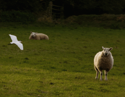 Cattle_Egret_flying.gif