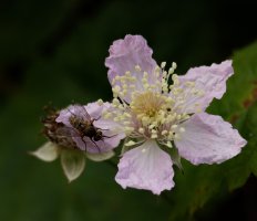 Fly_on_Bramble_flower.jpg