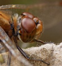 Ruddy_darter_dragonfly_S&B.jpg