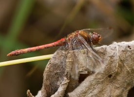 Ruddy_darter_dragonfly_Head_Crop.jpg