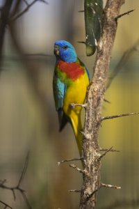 _MG_7065.jpg _MG_7065.jpg