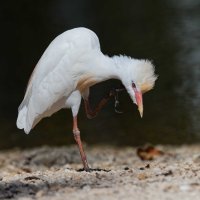 DSC_4156_DxO.jpg DSC_4156_DxO.jpg