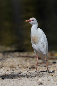 DSC_4160_DxO.jpg DSC_4160_DxO.jpg