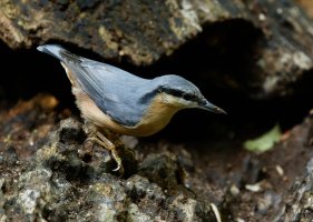309A4977-DxO_Nuthatch*.jpg
