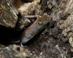 309A5095-DxO_Bank_vole_side copy.jpg