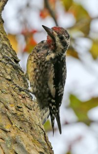 5D3_8838 ps3 fix picasa fix - Copy.jpg