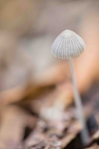 Fungi 3 (v small).jpg