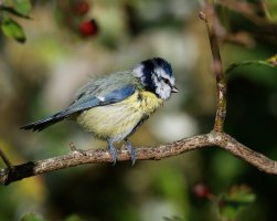 DSC_7826-DxO_D500_blue_it_preening.jpg