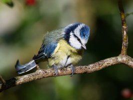 DSC_7831-DxO_D500_blue_it_preening.jpg