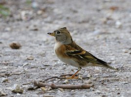 DSC_7857-DxO_D500_brambling-ls-sm.jpg