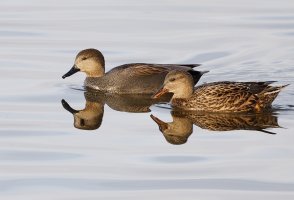 309A0784-DxO_gadwalls.jpg