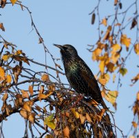 309A0852-DxO_RF800_Starling.jpg
