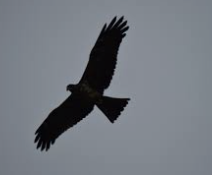 Screen Shot 2021-11-16 at 11.16.43 AM.png