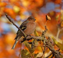 309A1560_DxO_chaffinch_autumnal_1_SHls-1.jpg