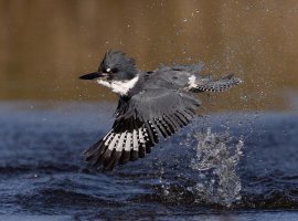 Belted Kingfisher flight bathing IX 3000 sm.jpg