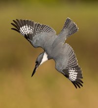 Belted Kingfisher going into dive IX 3000 sm.jpg