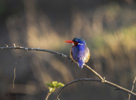 _C1A2625-Edit-2 B FF.jpg