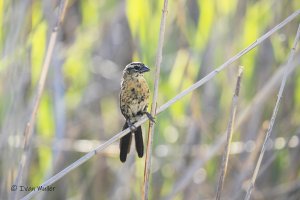 _C1A4734 F red collared wido bird.jpg