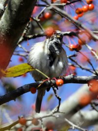 5D3_8757 picasa fix - Copy.JPG