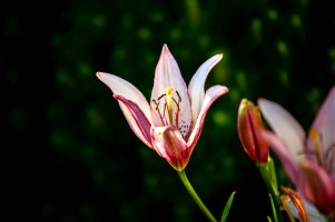 Canon 35-350mm L_2001.jpg