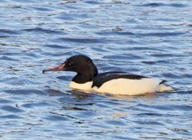 309A1957-DxO_700mm_goosander-lssm_SH.jpg