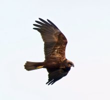 309A1872-DxO_700mm_marsh_harrier-lssm_SHAut.jpg