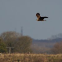 309A2323-DxO_500_Marsh_Harrier_Hovering.jpg