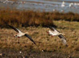 309A2102-DxO_500_Greylag_Geese_flying_over_land_small.jpg