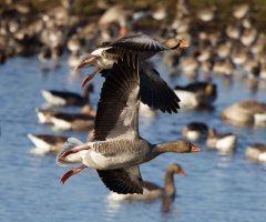 309A2107-DxO_500_Greylag_Geese_flying_over_water.jpg