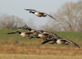 309A2141-DxO_500_canadian_geese_flying.jpg