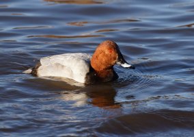 309A2270-DxO_500_male_Pochard_small.jpg