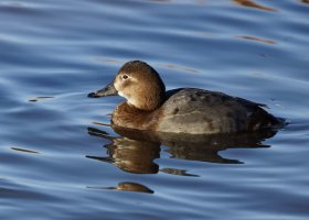 309A2262-DxO_500_female_Pochard_small.jpg