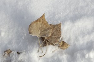 _V2A3526_DxO.jpg
