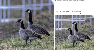 112621 geese composite.jpg