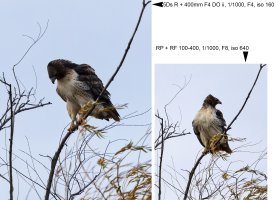 112621 hawk composite.jpg