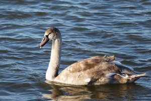 JT9A0098-DxO_R6400_cygnet_mute_small.jpg
