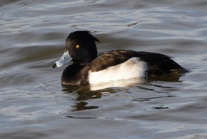 JT9A0169-DxO_R6_560_tufted_duck.jpg JT9A0169-DxO_R6_560_tufted_duck.jpg