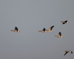 JT9A0174-DxO_R6_560_greylags_flying.jpg