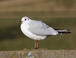 JT9A0218-DxO_R6_560_blackheaded_gull_far.jpg