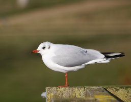 JT9A0224-DxO_R6_560_blackheaded_gull_close.jpg